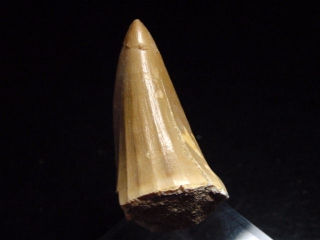 Mosasaur tooth - 4,5 cm - Mosasaurus Dinosaur