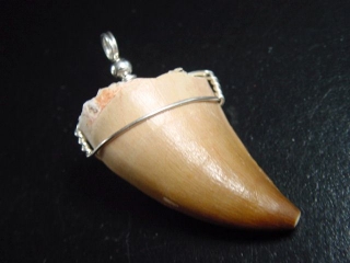 Mosasaur tooth pendant 925 silver - 4,9 cm - Mosasaurus Dinosaur