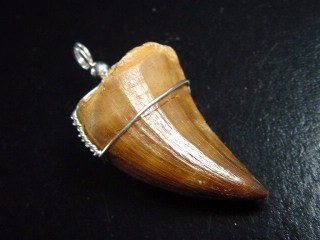 Mosasaur tooth pendant 925 silver - 4,9 cm - Mosasaurus Dinosaur