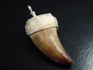 Mosasaur tooth pendant 925 silver - 5,8 cm - Mosasaurus Dinosaur