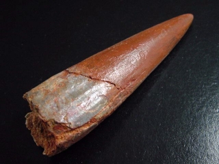 Spinosaurus tooth - 9,5 cm - Spinosaur Dinosaur