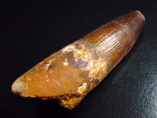 Spinosaurus tooth - 9,5 cm - Spinosaur Dinosaur
