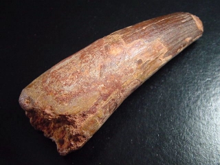 Spinosaurus tooth - 9,6 cm - Spinosaur Dinosaur