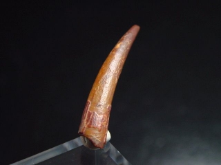 Pterosaur tooth - 2,3 cm - flying Dinosaur Siroccopteryx Pteranodon