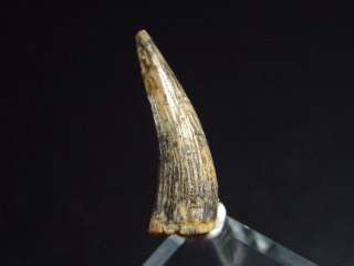Pterosaur tooth - 2,0 cm - flying Dinosaur Siroccopteryx Pteranodon