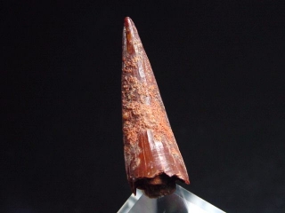 Pterosaur tooth - 3,3 cm - flying Dinosaur Siroccopteryx Pteranodon