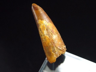 Pterosaur tooth - 3,1 cm - flying Dinosaur Siroccopteryx Pteranodon