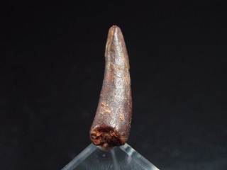 Pterosaur tooth - 2,5 cm - flying Dinosaur Siroccopteryx Pteranodon