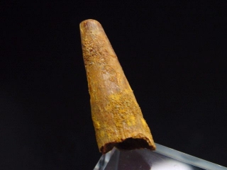 Pterosaur tooth - 2,5 cm - flying Dinosaur Siroccopteryx Pteranodon