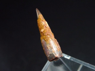 Pterosaur tooth - 2,8 cm - flying Dinosaur Siroccopteryx Pteranodon