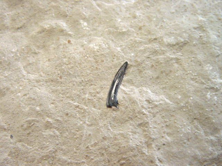 Nothosaurus tooth fossil 15,5 cm Plesiosaurus - Rüdersdorf, Germany