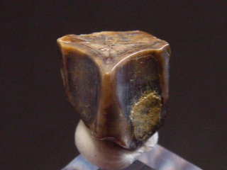 Edmontosaurus tooth 7 mm dinosaur - South Dakota, USA