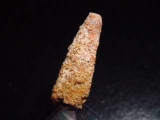 Pterosaurier Zahn - 3,5 cm - Siroccopteryx Pteranodon