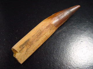 Spinosaurus tooth - 10,1 cm - Spinosaur Dinosaur