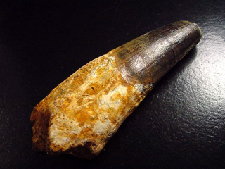 Spinosaurus Zahn - 10,3 cm - Spinosaurier Dinosaurier