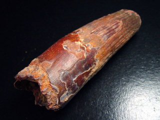 Spinosaurus tooth - 8,6 cm - Spinosaur Dinosaur