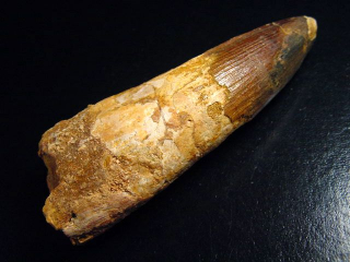 Spinosaurus tooth - 9,0 cm - Spinosaur Dinosaur