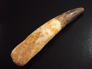 Spinosaurus tooth - 12,1 cm - Spinosaur Dinosaur