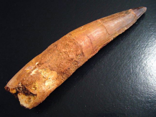 Spinosaurus tooth - 12,9 cm - Spinosaur Dinosaur