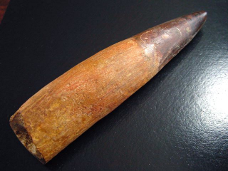Spinosaurus tooth - 13,7 cm - Spinosaur Dinosaur