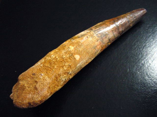 Spinosaurus tooth - 12,2 cm - Spinosaur Dinosaur