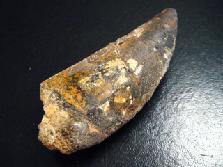 Carcharodontosaurus Zahn - 6,5 cm - Carcharodontosaurier