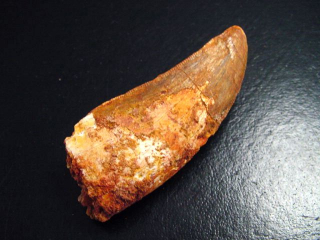 Carcharodontosaurus Zahn - 5,5 cm - Carcharodontosaurier
