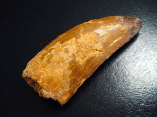 Carcharodontosaurus Zahn - 7,1 cm - Carcharodontosaurier