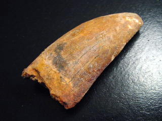 Carcharodontosaurus Zahn - 6,5 cm - Carcharodontosaurier