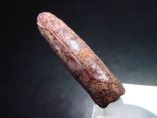 Diplodocus Zahn - 3,5 cm - Rebbachisaurus Dinosaurier