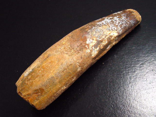 Spinosaurus Zahn - 10,8 cm - Spinosaurier Dinosaurier