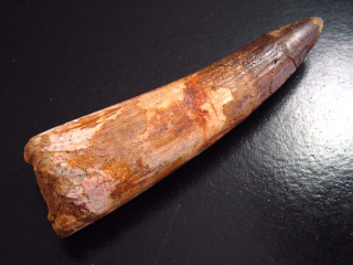 Spinosaurus Zahn - 11,4 cm - Spinosaurier Dinosaurier