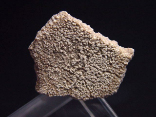 Saltasaurus Eischale 32 mm - 70 Mio. Jahre