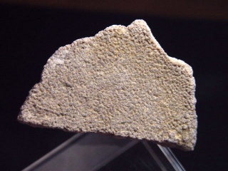 Saltasaurus Eischale 37 mm - 70 Mio. Jahre
