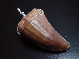 Mosasaur tooth pendant 925 silver - 5,8 cm - Mosasaurus Dinosaur