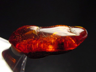 Bernstein Rohstein poliert 37 mm intensive Farbe Polen