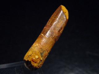 Diplodocus tooth - 3,4 cm - Rebbachisaurus Dinosaur
