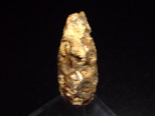 Fossiler Pinienzapfen 32 mm 35-50 Mio. Jahre - West Sahara, Marokko