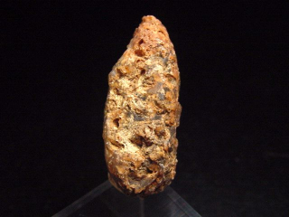 Fossiler Pinienzapfen 36 mm 35-50 Mio. Jahre - West Sahara, Marokko