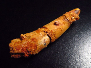 Spinosaurus tooth - 8,2 cm - Spinosaur Dinosaur