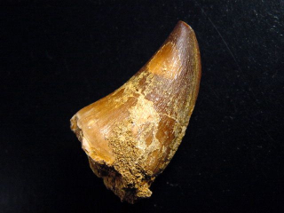 Mosasaur tooth - 5,6 cm - Mosasaurus Dinosaur