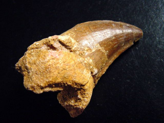 Mosasaur tooth - 5,7 cm - Mosasaurus Dinosaur
