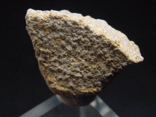 Saltasaurus egg shell 17 mm - 70 million years