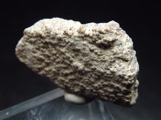 Saltasaurus egg shell 22 mm - 70 million years