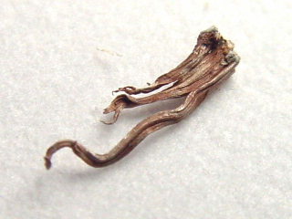 Silber gediegen 11 mm - Sachsen, Deutschland