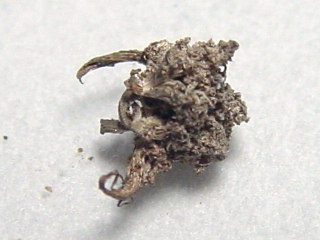 Silber gediegen 6 mm - Sachsen, Deutschland