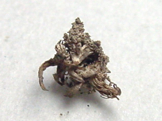 Silber gediegen 6 mm - Sachsen, Deutschland