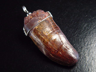 Carcharodontosaurus Zahn Anhänger 925 Silber - 5,7 cm - Carcharodontosaurier Dinosaurier