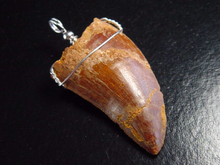 Carcharodontosaurus Zahn Anhänger 925 Silber - 6,0 cm - Carcharodontosaurier Dinosaurier