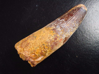 Spinosaurus Zahn - 8,2 cm - Spinosaurier Dinosaurier